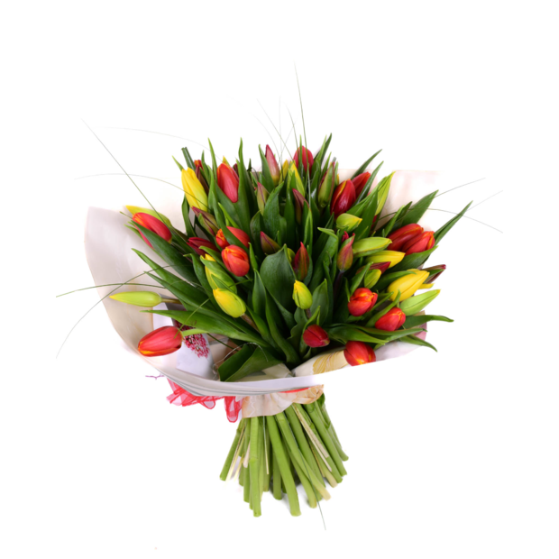 Kytica tulipánov Veselosť 
