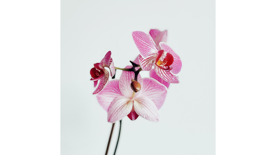 Zloženie kvetov orchidey