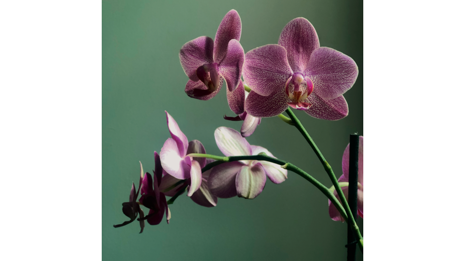 Vybrané druhy orchidey