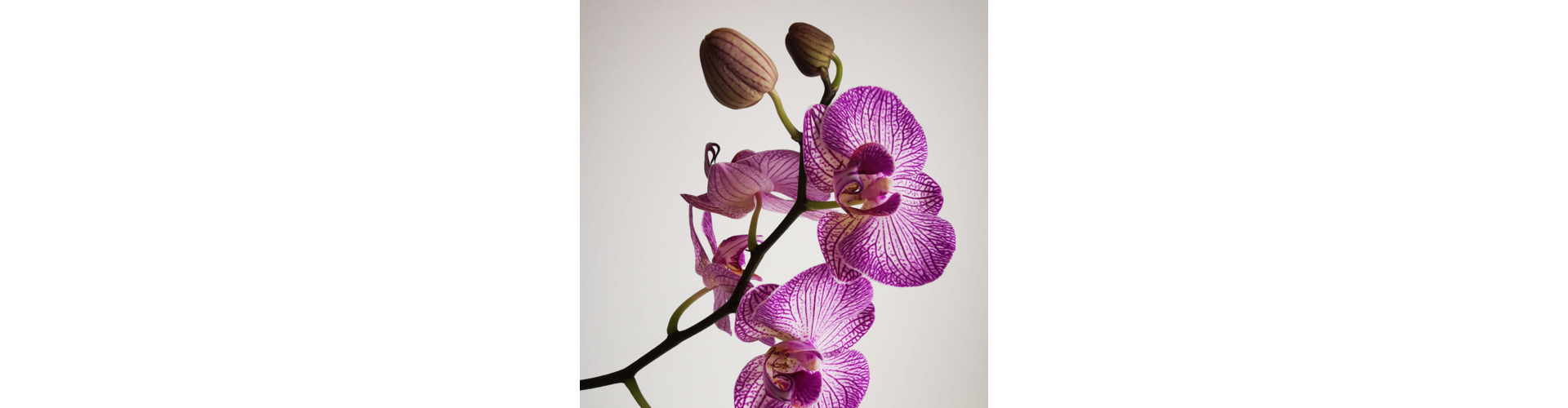 Rôzne druhy orchidey