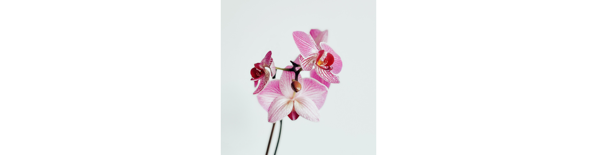 Zloženie kvetov orchidey
