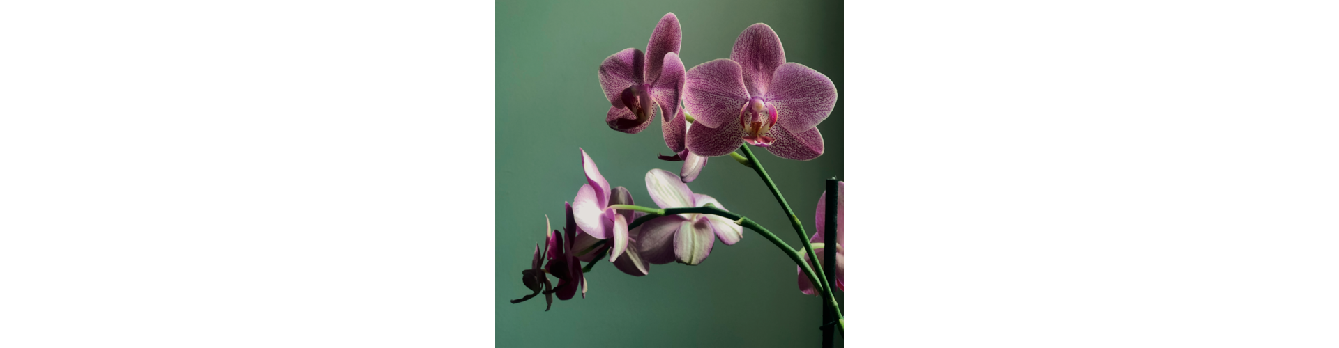 Vybrané druhy orchidey